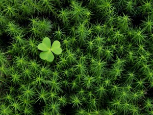 "Irska detelina - Shamrock"