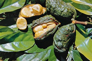 Kola orasi "kola orasi"
