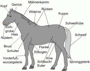 pferde_koerper*