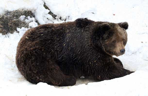 Mečka Božana vs. mrmot tj. slepo kuče – Groundhog Day! mečka Božana i njena senka