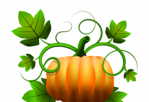 Šta je Pumpkin – tikva ili bundeva šta znači pumpkin