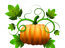 Šta je Pumpkin – tikva ili bundeva šta znači pumpkin