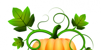 Šta je  Pumpkin – tikva ili bundeva šta znači pumpkin