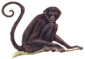 "majmun pauk Ateles fuscipes"