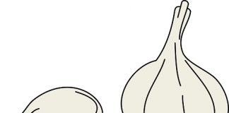 Priča o crnom i belom luku, Egipćanima i ruskim crkvama belom luku