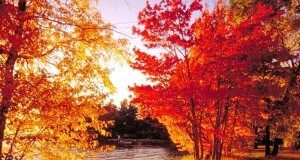 Indijansko, miholjsko ili bablje leto miholjsko leto