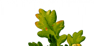 Priča o hrastu, druidima i robusnoj građi – horoskopski znak Strelac horoskopski znak Strelac