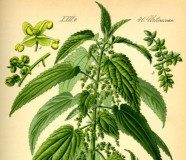 Neće grom u koprive – poreklo izraza neće grom u koprive izraz