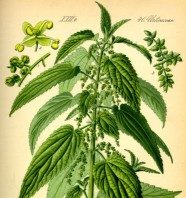 Neće grom u koprive – poreklo izraza neće grom u koprive izraz