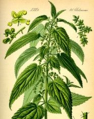 Neće grom u koprive – poreklo izraza neće grom u koprive izraz