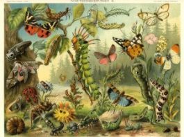 Bube u glavi – poreklo izraza bube u glavi značenje