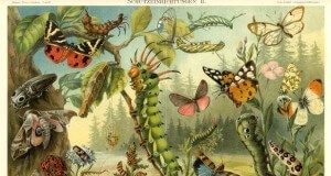 Bube u glavi – poreklo izraza bube u glavi značenje