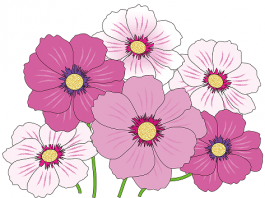 Pink boja – kako glasi u prevodu i kako je nastala reč pink boja