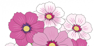 Pink boja – kako glasi u prevodu i kako je nastala reč pink boja