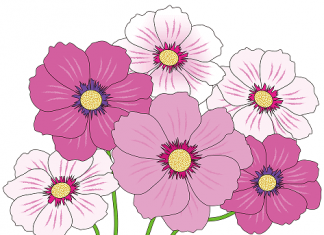 Pink boja – kako glasi u prevodu i kako je nastala reč pink boja