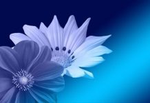 Plava boja u nemačkom jeziku, zašto je plavo pijano i daleko plava boja nemački