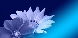 Plava boja u nemačkom jeziku, zašto je plavo pijano i daleko plava boja nemački