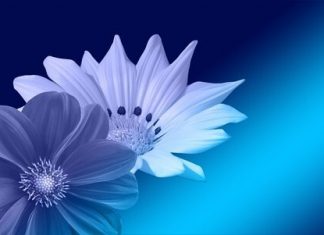 Plava boja u nemačkom jeziku, zašto je plavo pijano i daleko plava boja nemački