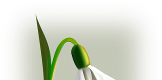 Deminutivi u nemačkom jeziku – das Fräulein, das Mädchen deminutivi u nemačkom