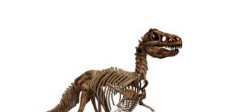 Nemački usmeni ispit – U poseti muzeju nemački usmeni ispit